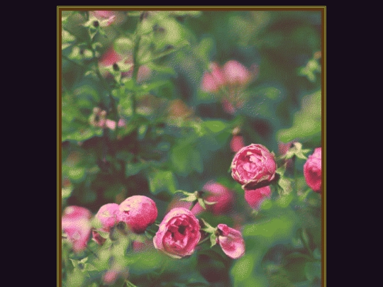 peaceful/roses screenshot