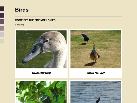 photos/birds screenshot