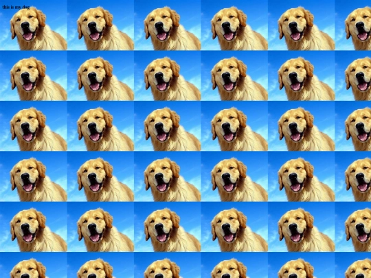 dog screenshot