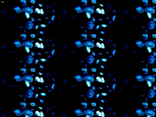 fish screenshot