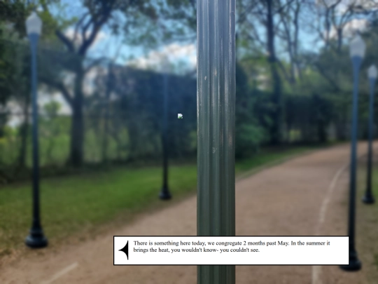 trail/cicada screenshot