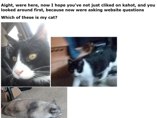 Q.10ishcats screenshot