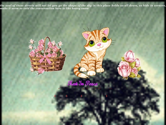 cat screenshot