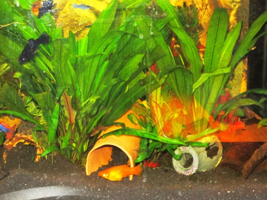 aquarium1 screenshot