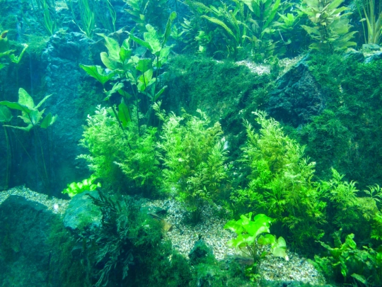 aquarium2 screenshot