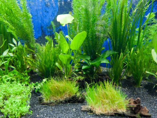 aquarium3 screenshot