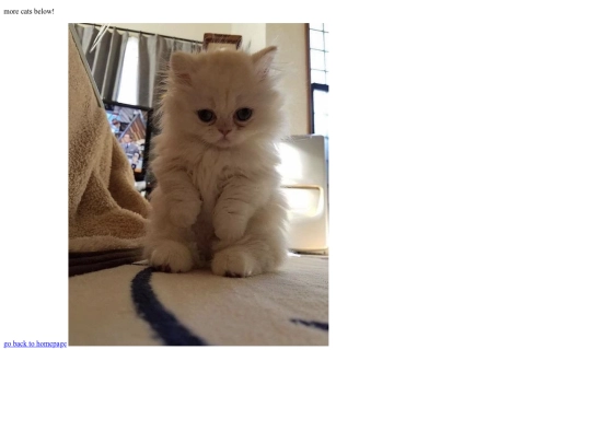morecats screenshot