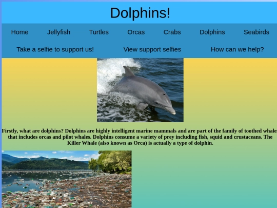 dolphins screenshot