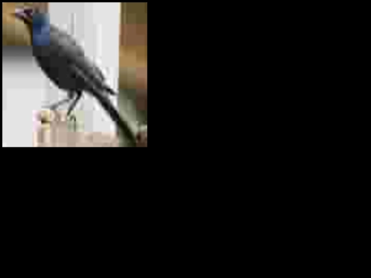 dumbassbird screenshot