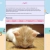 The web site of catorkittencare avatar