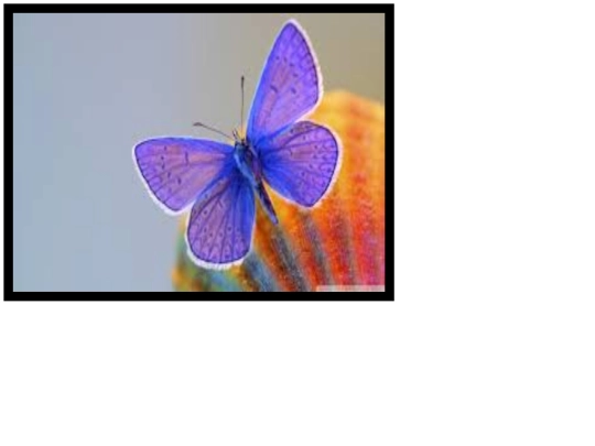 ppl (3) screenshot