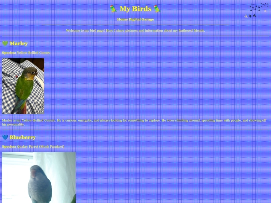 birds screenshot