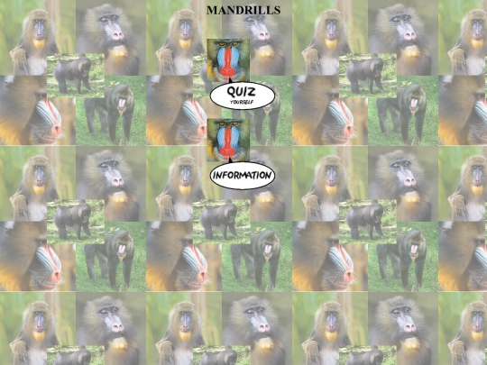 mandrills/mandrills screenshot