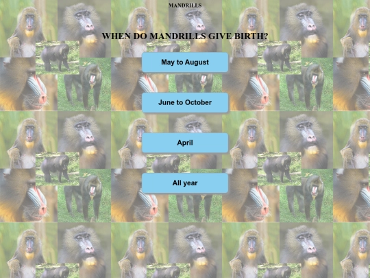 mandrills/whendomandrillsbirth screenshot