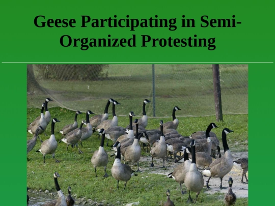 Protest_Page screenshot