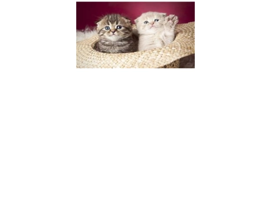 gatito screenshot
