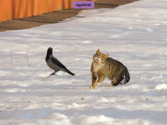 birdz screenshot
