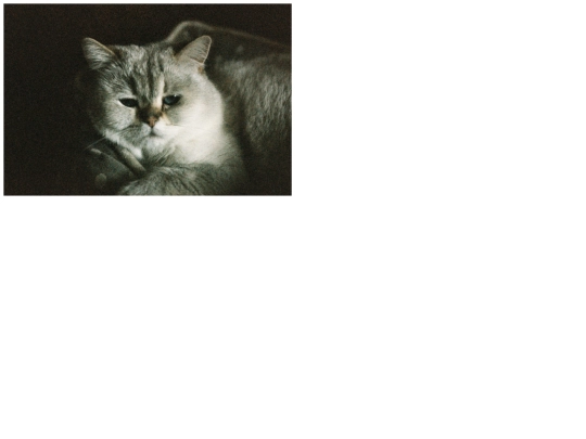 meow screenshot