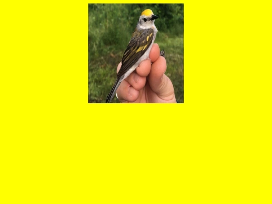 Proyectofinal/pajaro screenshot