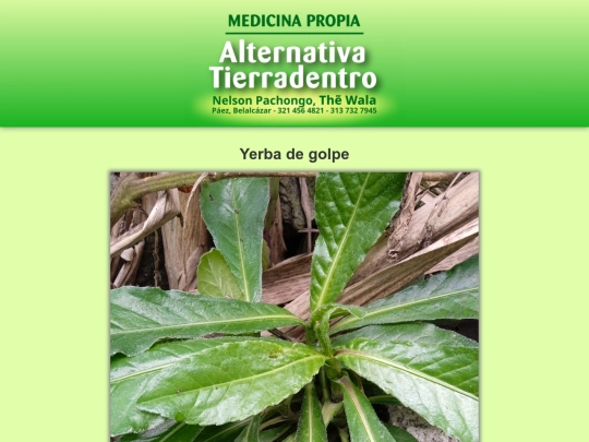 plantas/yerba-de-golpe screenshot