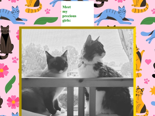 cats screenshot