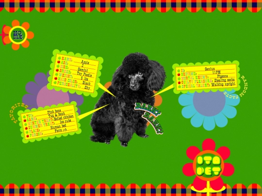 pet screenshot
