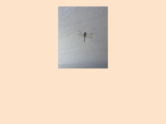 visual/vi_dragunfly screenshot
