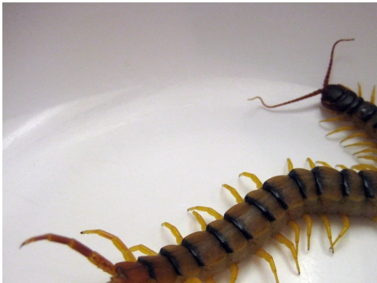 centipede screenshot