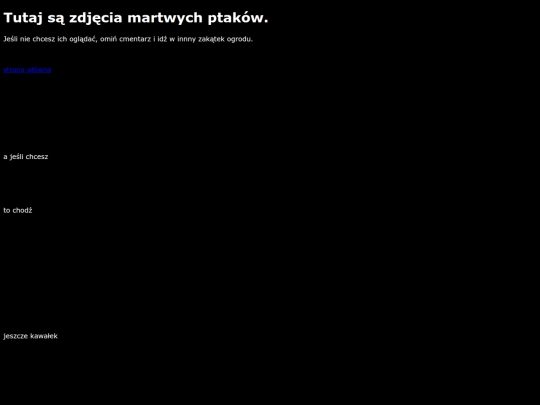 martwe_ptaki screenshot