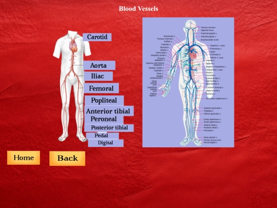 Bloodvessels screenshot