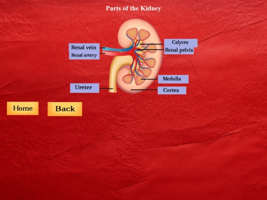 Kidneys screenshot