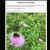 The web site of foragingferret avatar