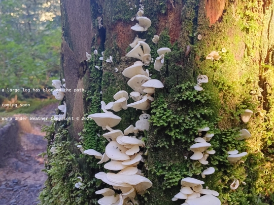 fungi screenshot