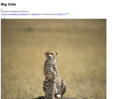 bigcats screenshot