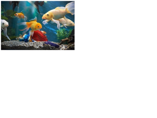 html files/fish screenshot