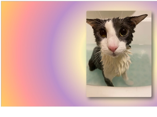 soggycat screenshot
