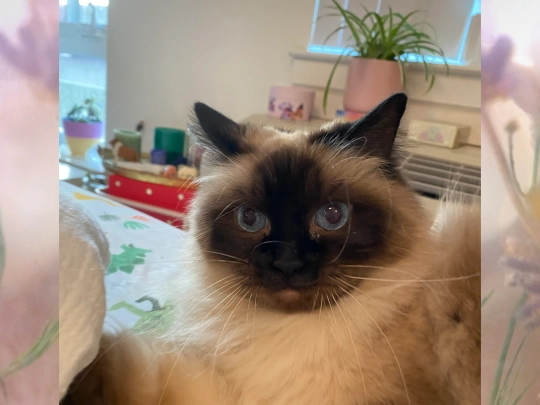 lucy screenshot