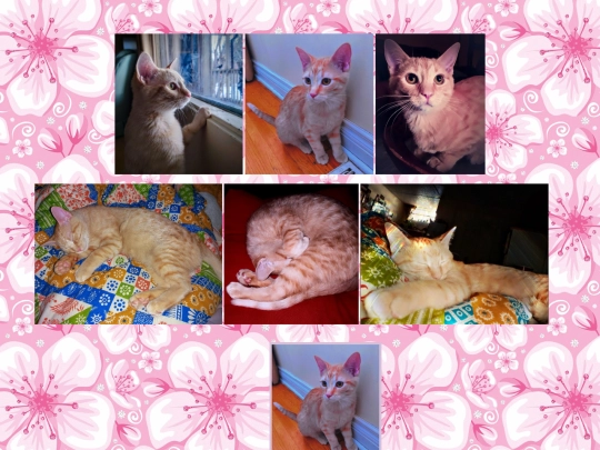 kitty screenshot