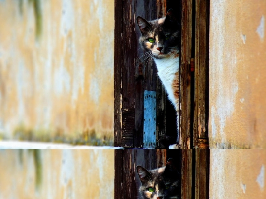 cats screenshot