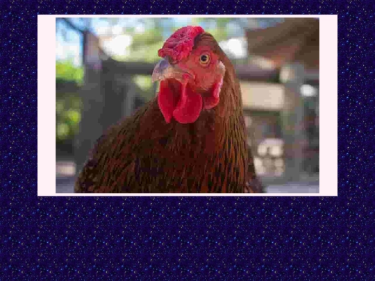 chipken screenshot