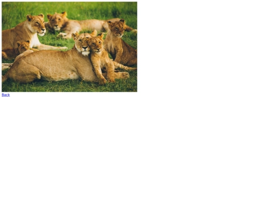 deal_first/Lions screenshot