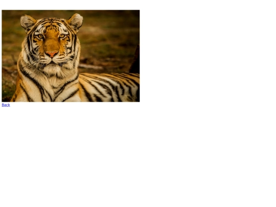 deal_first/Tiger2 screenshot