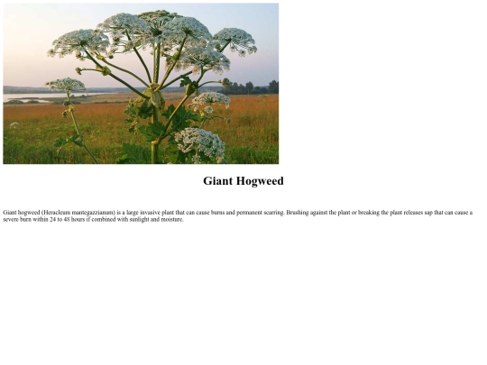 ResponsiveBlogPostAssignment screenshot