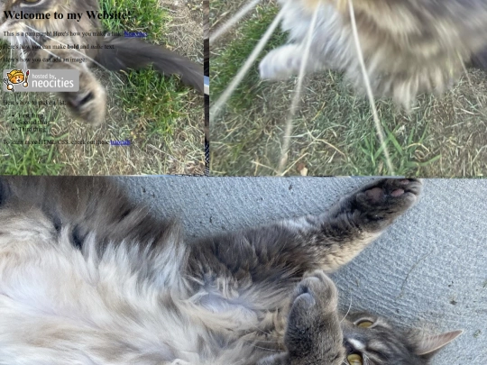 cats screenshot