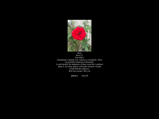 flowers screenshot