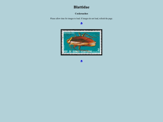Blattidae screenshot