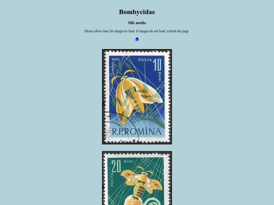 Bombycidae screenshot
