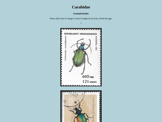 Carabidae screenshot