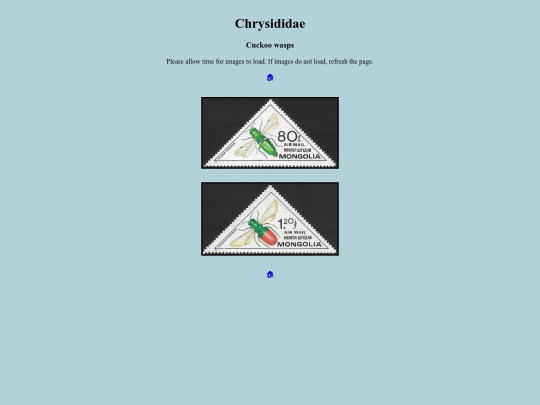 Chrysididae screenshot