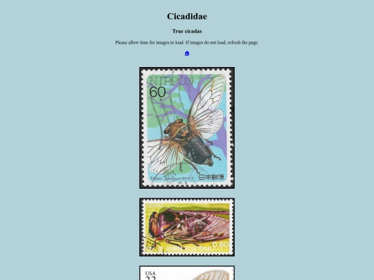 Cicadidae screenshot